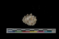 藏品(紫口岩螺)的圖片